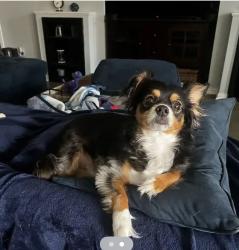 Reunited Male Dog last seen Brittany Drive and Corporate Drive, Lewisville, TX 75067