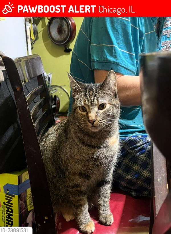 Lost Female Cat last seen Near s Hamlin , Chicago, IL 60623