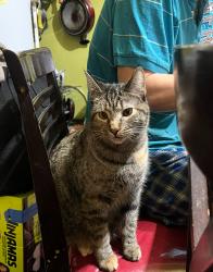 Lost Female Cat last seen Near s Hamlin , Chicago, IL 60623