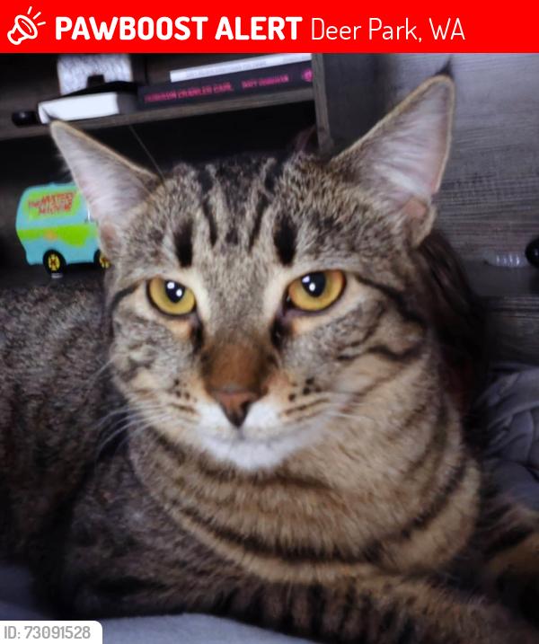 Lost Female Cat last seen Crawford, country club rd, bobmart, Deer Park, WA 99006