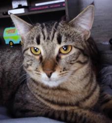 Lost Female Cat last seen Crawford, country club rd, bobmart, Deer Park, WA 99006