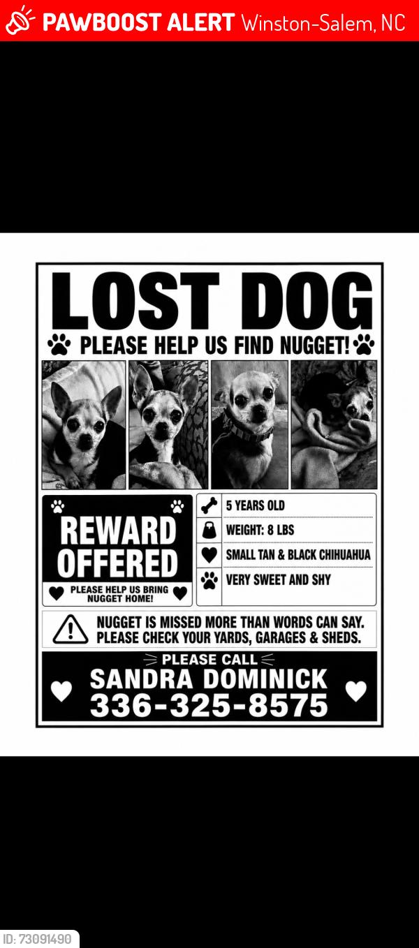 Lost Female Dog last seen Country Club Road at Sherwood Forest Road beside of Forsyth Golf Course and Nottingham road, Winston-Salem, NC 27104