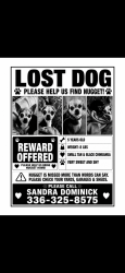 Lost Female Dog last seen Country Club Road at Sherwood Forest Road beside of Forsyth Golf Course and Nottingham road, Winston-Salem, NC 27104
