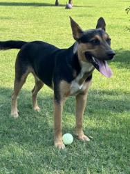Found/Stray Male Dog last seen FM2164 McReynolds Sanger, Denton County, TX 76266