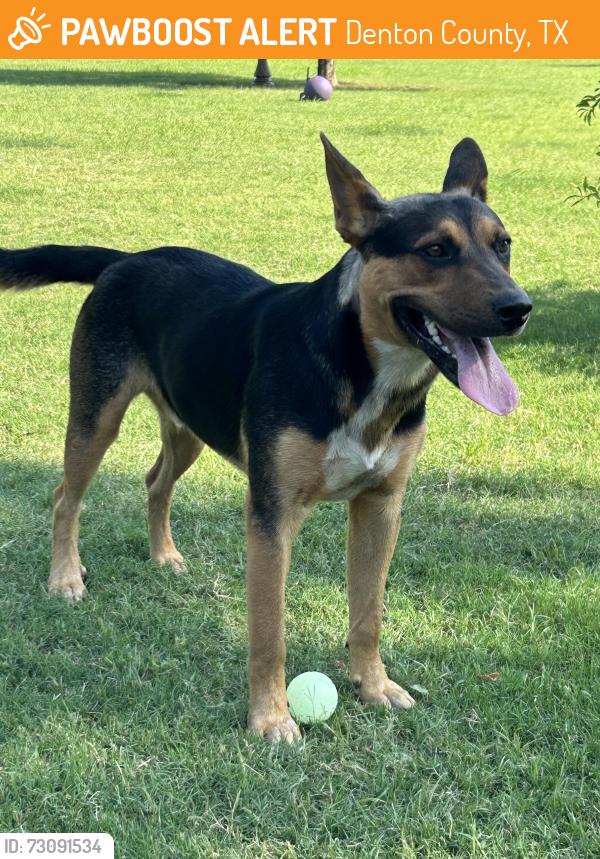 Found/Stray Male Dog last seen FM2164 McReynolds Sanger, Denton County, TX 76266