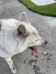 Found/Stray Female Dog last seen 39th and Cherrywood, Los Angeles, CA 90008