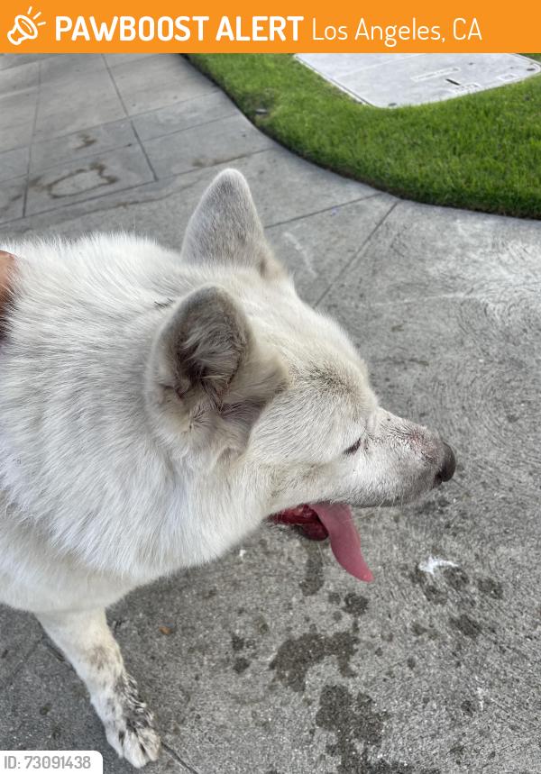 Found/Stray Female Dog last seen 39th and Cherrywood, Los Angeles, CA 90008