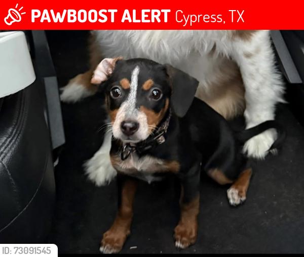 Lost Female Dog last seen Bakers Ridge, Cypress, TX 77433