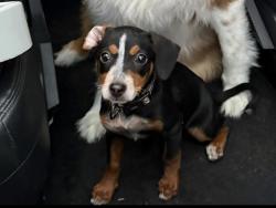 Lost Female Dog last seen Bakers Ridge, Cypress, TX 77433