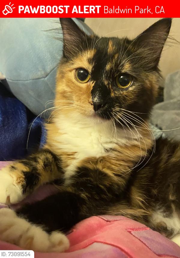 Lost Female Cat last seen Vineland, Baldwin Park, CA 91706
