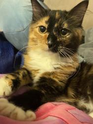 Lost Female Cat last seen Vineland, Baldwin Park, CA 91706