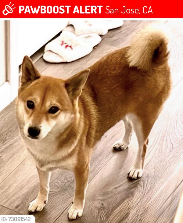 Lost Female Dog last seen Glen duff way and Glen hanleigh dr, San Jose, CA 95148