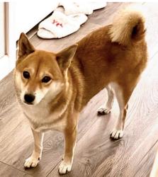 Lost Female Dog last seen Glen duff way and Glen hanleigh dr, San Jose, CA 95148