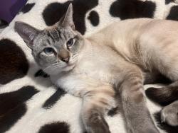 Lost Male Cat last seen Riverwalk rd, Douglasville, GA 30134