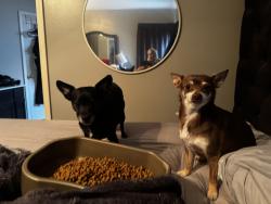 Lost Male Dog last seen Chimney rock, Memphis, TN 38016