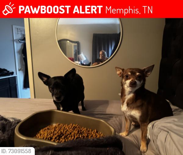 Lost Male Dog last seen Chimney rock, Memphis, TN 38016
