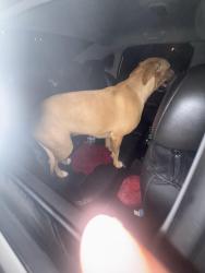 Reunited Female Dog last seen Falcon bridge and chatteri, Columbus, OH 43232