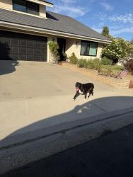 Found/Stray Unknown Dog last seen El mar and Morena, Mission Viejo, CA 92692