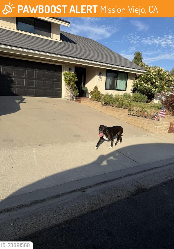 Found/Stray Unknown Dog last seen El mar and Morena, Mission Viejo, CA 92692