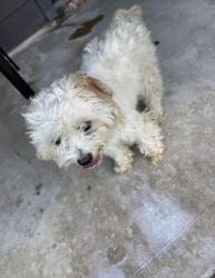 Found/Stray Female Dog last seen Great pines ct in granger pines community, Montgomery County, TX 77302