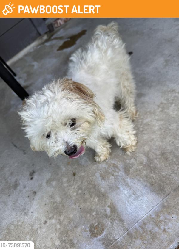 Found/Stray Female Dog last seen Great pines ct in granger pines community, Montgomery County, TX 77302