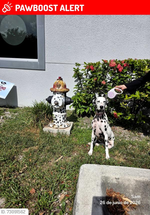 Lost Female Dog last seen North miami Beach, North Miami Beach, FL 33181