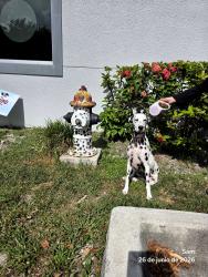 Lost Female Dog last seen North miami Beach, North Miami Beach, FL 33181