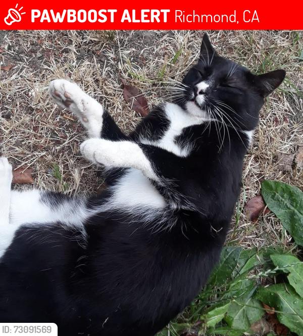 Lost Male Cat last seen London and 23 st, Richmond, CA 94804