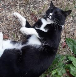 Lost Male Cat last seen London and 23 st, Richmond, CA 94804
