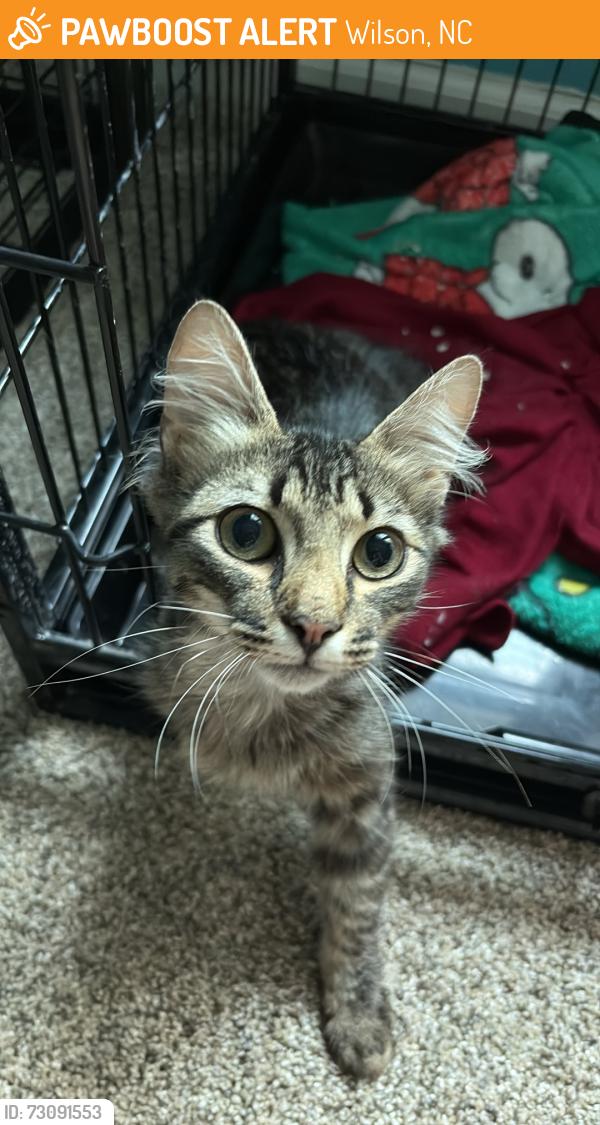 Found/Stray Male Cat last seen Boat ramp, Wilson, NC 27893