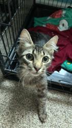 Found/Stray Male Cat last seen Boat ramp, Wilson, NC 27893