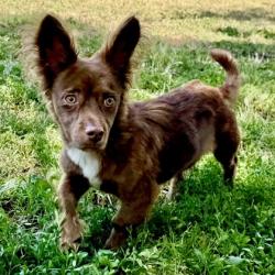 Shelter Stray Male Dog last seen Near 87th Ave, Oakland, CA, 1101 29th Ave, Oakland, CA 94601, USA