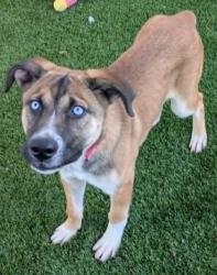 Shelter Stray Female Dog last seen Near Oats Dr, 75150, TX, 1650 Gross Rd, Mesquite, TX 75149, USA