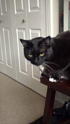 Lost Male Cat last seen Near waldie court, Kelowna, BC V1Y 9P8