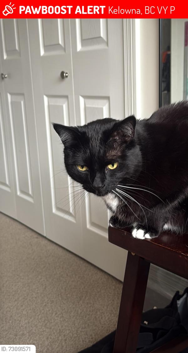 Lost Male Cat last seen Near waldie court, Kelowna, BC V1Y 9P8