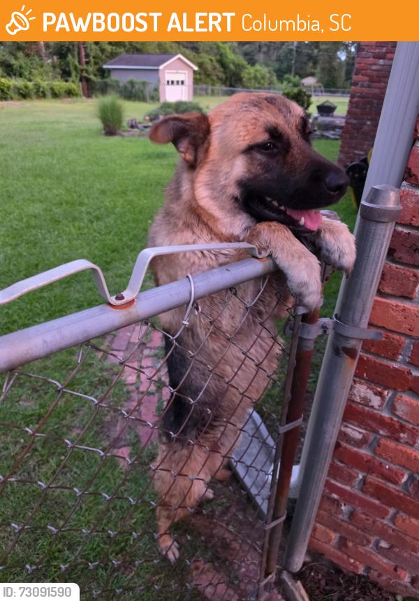 Found/Stray Male Dog last seen Woodland Hills West, Columbia, SC 29210