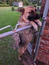 Found/Stray Male Dog last seen Woodland Hills West, Columbia, SC 29210