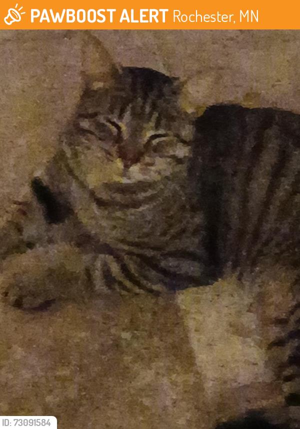 Found/Stray Male Cat last seen Just east of Kutzky park, Rochester, MN 55902