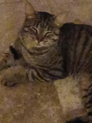 Found/Stray Male Cat last seen Just east of Kutzky park, Rochester, MN 55902
