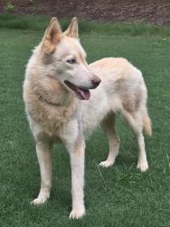 Found/Stray Female Dog last seen Pleasant HIll Church Rd, Winder, GA 30680