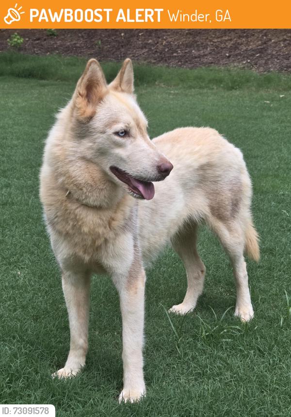 Found/Stray Female Dog last seen Pleasant HIll Church Rd, Winder, GA 30680