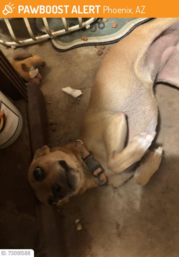 Found/Stray Female Dog last seen 75th Camelback, Phoenix, AZ 85033