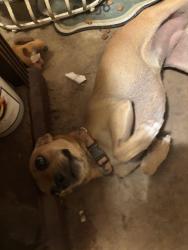 Found/Stray Female Dog last seen 75th Camelback, Phoenix, AZ 85033
