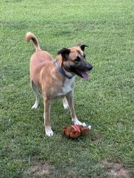 Found/Stray Male Dog last seen NW 192nd and N Pennsylvania, Edmond, Oklahoma City, OK 73012