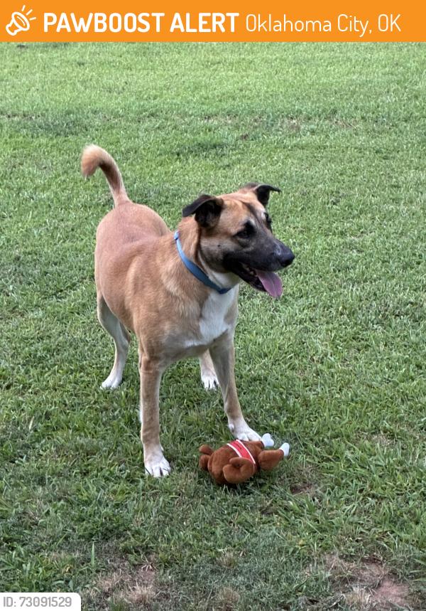 Found/Stray Male Dog last seen NW 192nd and N Pennsylvania, Edmond, Oklahoma City, OK 73012