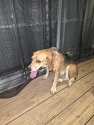 Found/Stray Female Dog last seen Mill pond drive, Catawba County, NC 28613