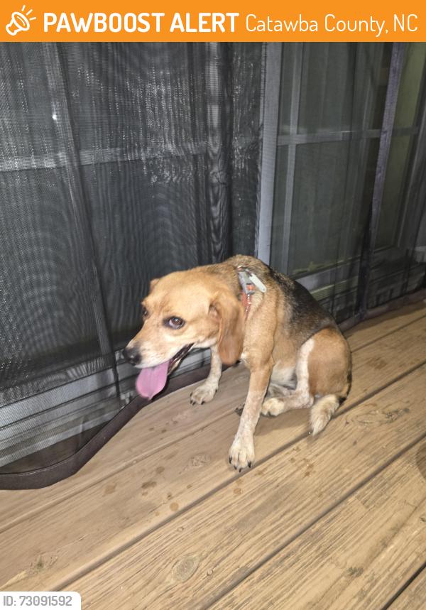 Found/Stray Female Dog last seen Mill pond drive, Catawba County, NC 28613