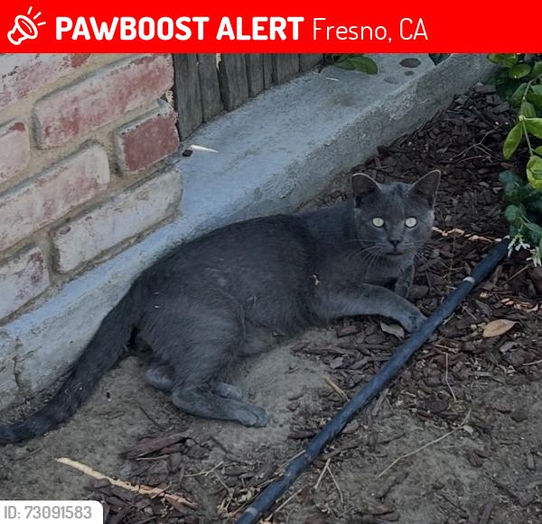 Lost Male Cat last seen Kearney Blvd & Monroe Ave, Fresno, CA 93706