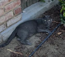 Lost Male Cat last seen Kearney Blvd & Monroe Ave, Fresno, CA 93706