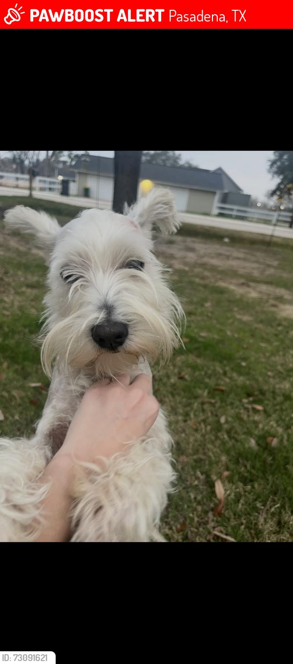 Lost Male Dog last seen Fairmont Pkwy, Pasadena, TX 77504